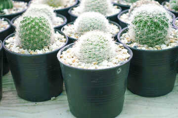 Variety of Small Cactus Plants in Plastic Pots Arranged in Rows at Garden Nursery