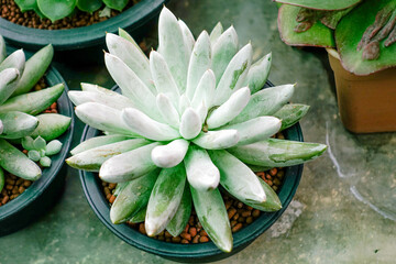 Close-up of Succulent Plants with Natural Texture and Detail