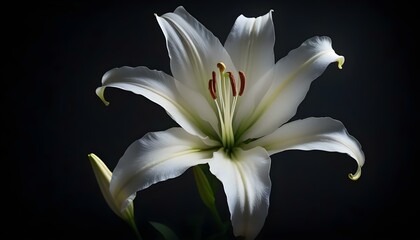 A stunning close-up showcases a pristine white lily in full bloom against a deep, black backdrop.