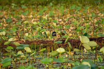 Grey-headed swamphen