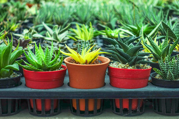 Variety of Small Cactus Plants in Plastic Pots Arranged in Rows at Garden Nursery