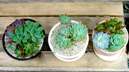 Colorful Succulent Arrangement in Decorative Pot

