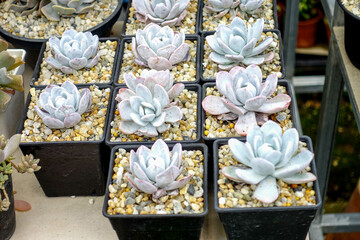 Colorful Succulent Arrangement in Decorative Pot

