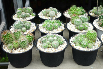 Variety of Small Cactus Plants in Plastic Pots Arranged in Rows at Garden Nursery