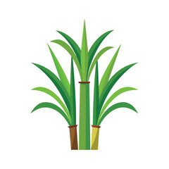 Illustration of sugarcane plants