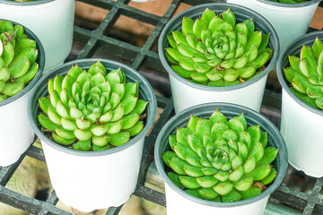 Variety of Small Cactus Plants in Plastic Pots Arranged in Rows at Garden Nursery