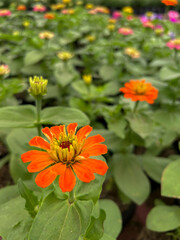 Vibrant orange flowers bloom in a lush garden filled with colorful blossoms during early spring morning hours