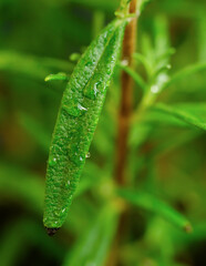 Close-up of fresh rosemary with water droplets