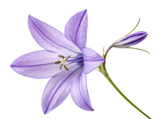 beautiful bluebell flower showcases delicate purple petals and intricate details, symbolizing nature elegance and charm
