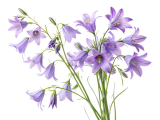 Beautiful bluebell flowers bloom gracefully, showcasing their delicate petals and vibrant colors in stunning display of nature artistry