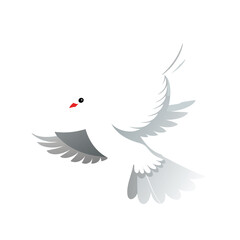 Obraz premium White pigeon flying with white background