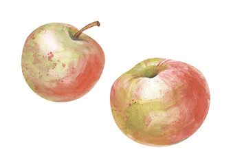 Two yellow-red watercolor apples on a white background. A pair of sweet fruits are hand-drawn. Watercolor illustration. Isolated.