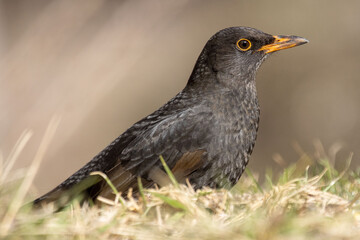 closeup blackbird