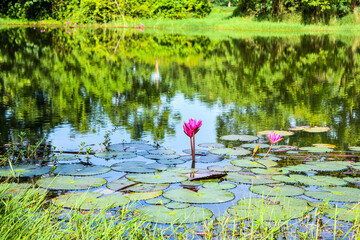 Pink Water Lilies Blooming in Pond Surrounded by Green Lily Pads