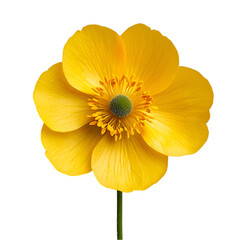 Bright Yellow Flower on Black Background Botanical Beauty Nature Photography