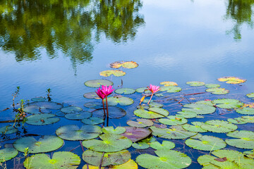 Pink Water Lilies Blooming in Pond Surrounded by Green Lily Pads