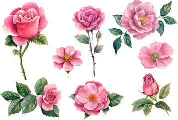 set of pink roses vector