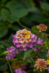 Yellow pink blossom common lantana macro photography on a summer sunny day. Little flowers close-up photo in the summer garden. A verbena plant with yellow pink petals floral background.