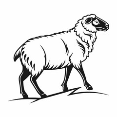 sheep on a white background