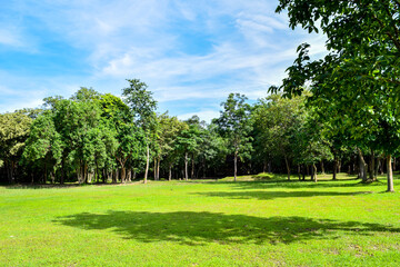 Green forest park with clear sky and ancient ruin in the background

