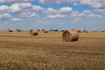 Fototapeta premium Autumn field with numerous bales of straw against the blue sky