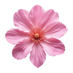 flor rosa