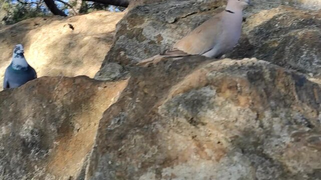 Two doves walking on a rocky surface in a natural environment, with one stopping and facing the camera