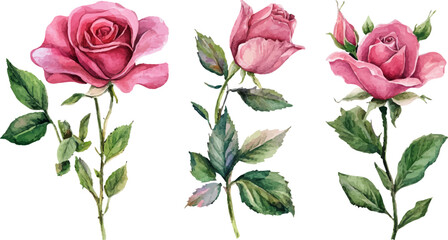 Fototapeta premium bouquet of pink roses