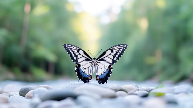 Majestic butterfly perched on a riverbed
