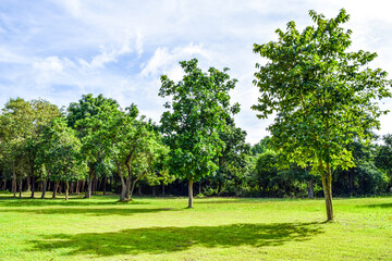 Green forest park with clear sky and ancient ruin in the background

