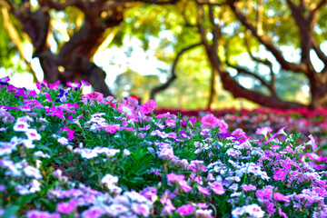 Colorful Blooming Flowers in Spring Garden with Sunlight and Tree Background

