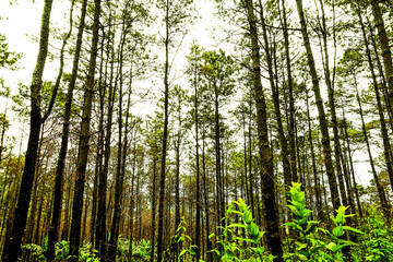 Fototapeta premium Dense Pine Forest with Tall Trees and Green Undergrowth 