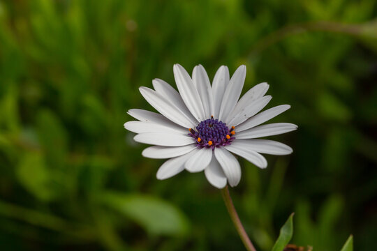 White daisybush flower on a sunny summer day macro photography. Blossom garden African daisy flower with white petals close-up photo in summertime.	