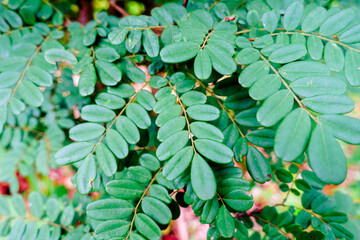 Lush Green Leaves with Natural Sunlight and Soft Shadows

