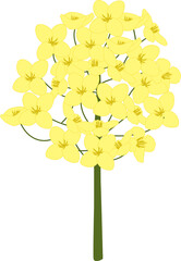 봄에 예쁘게 피어나는 노란색 유채꽃