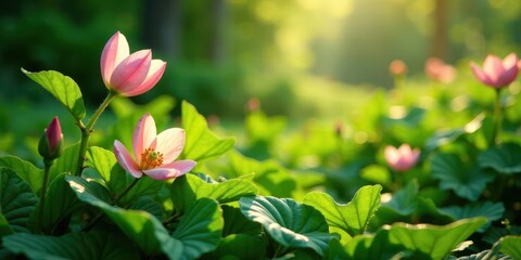 Obraz premium Serene Dawn Delicate Pink Blossoms Bathed in Sunlight Amongst Lush Green Foliage