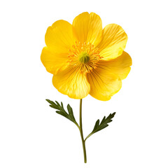 Yellow Flower on Black Background Botanical Beauty Spring Bloom,