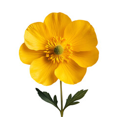 Vibrant Yellow Flower Isolated on Black Background Botanical Beauty