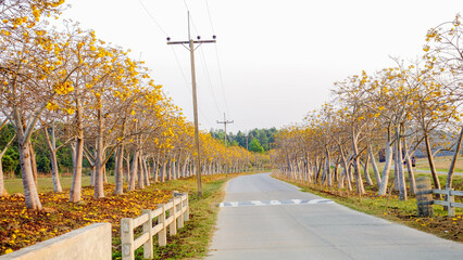 Curved Road with Yellow Blooming Trees in Spring Landscape


