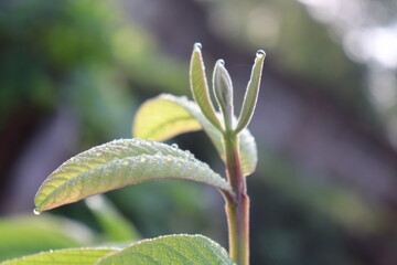 Dew on plant leaf 
