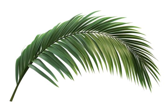Palm frond, vibrant green, detailed vein structure