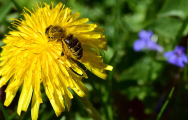 Biene auf einer Löwenzahnblüte