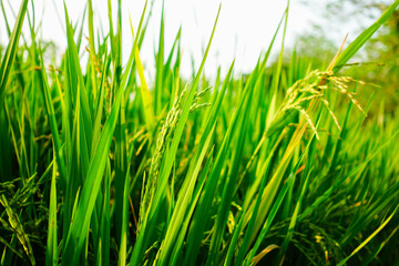 Rice Plants in Paddy Field During Harvest Season – Close-up Organic Farming
