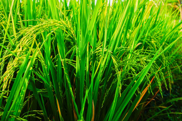 Rice Plants in Paddy Field During Harvest Season – Close-up Organic Farming