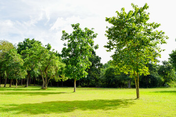 Beautiful morning light in public park with green grass field, Green beautiful park in morning, Garden Landscape With Cloudy sky, Sky and green grass field in city park.