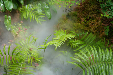 Newly grown ferns leaves with fog