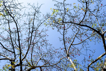 Blooming Tree Branches Against Blue Sky

