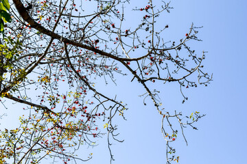 Blooming Tree Branches Against Blue Sky

