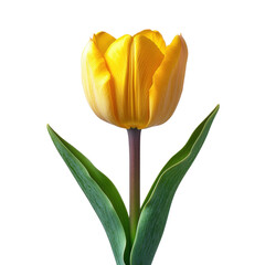 Isolated yellow tulip flower blossom blooming spring floral botanical art on transparent background