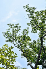 Treetop Canopy with Interlacing Branches and Blue Sky